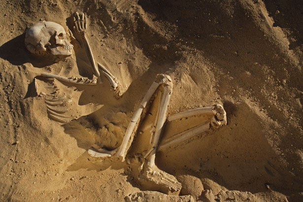 Sahara skeleton